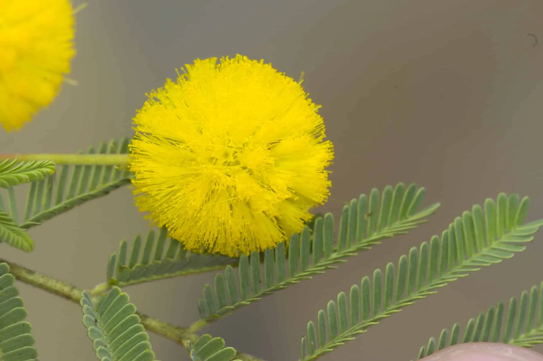 acacia-wattle tree yellow flowers Perth