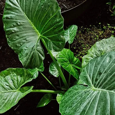 Alocasia (Elephant Ear) tropical patio plant with large green leaves