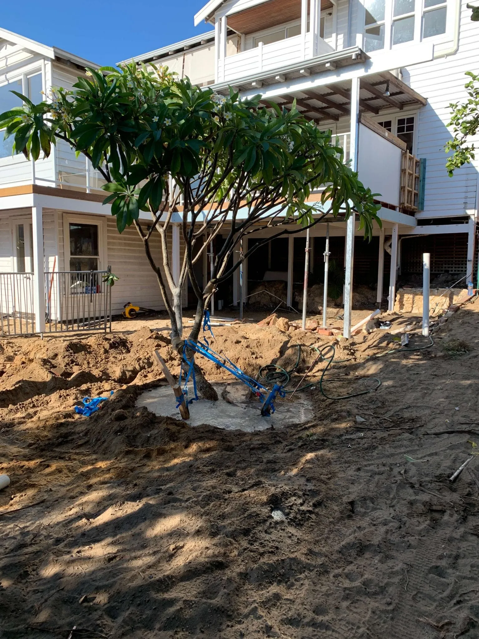 Mature frangipani tree retained and relocated within the redesigned Beaconsfield Perth backyard.