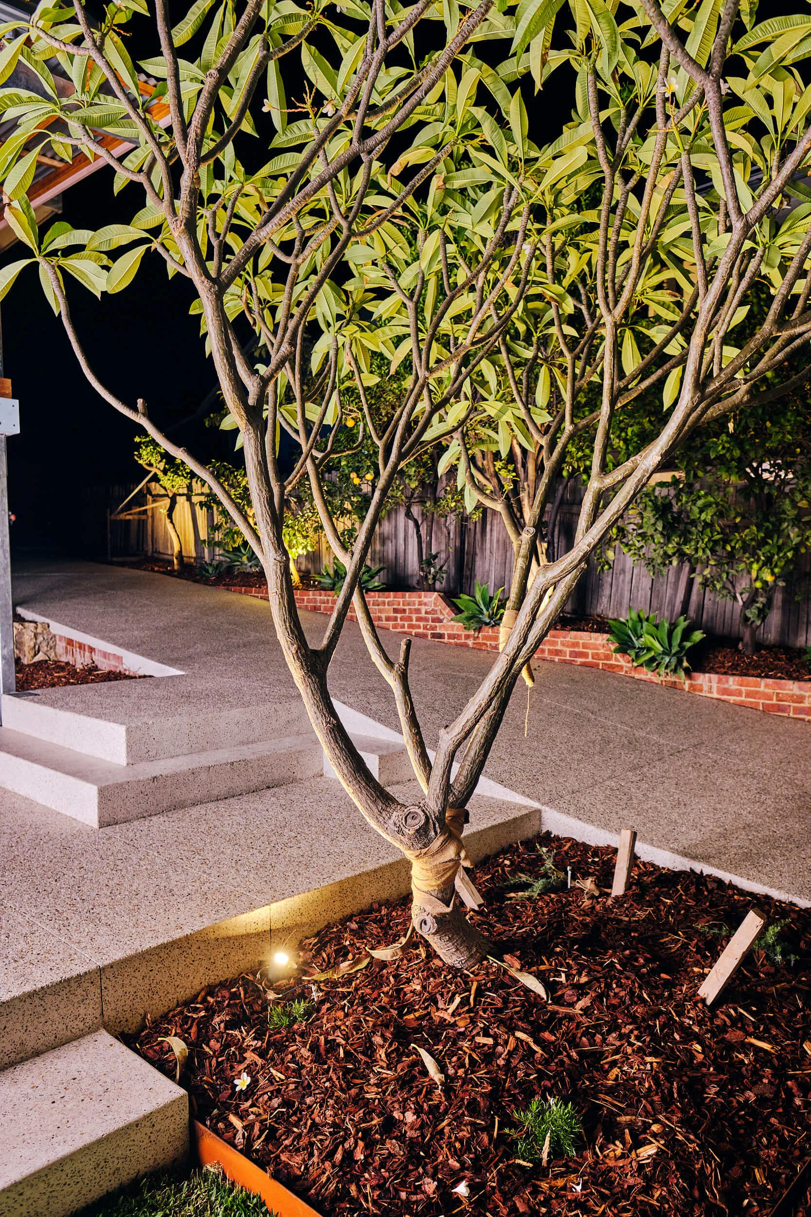 Single mature tree saved and integrated as a focal point in the Beaconsfield Perth backyard.