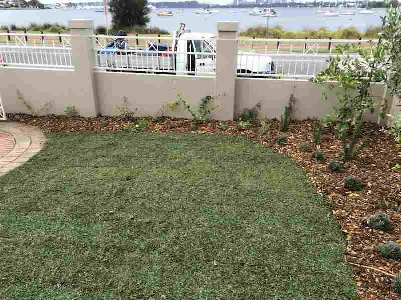 Lush green lawn bordered by garden beds in a Perth landscape project
