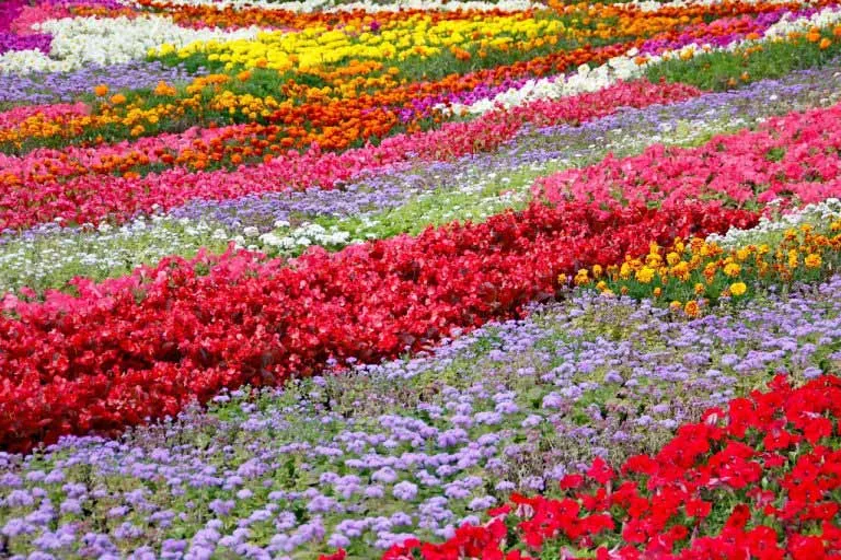 Rows of colourful flowers showing how colour shapes garden design