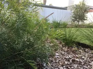 Green Bushes and Spiky PLants in Mulch Green bushes and spiky plants planted in mulch