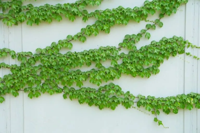 Dense green climbing plant covering a garden wall