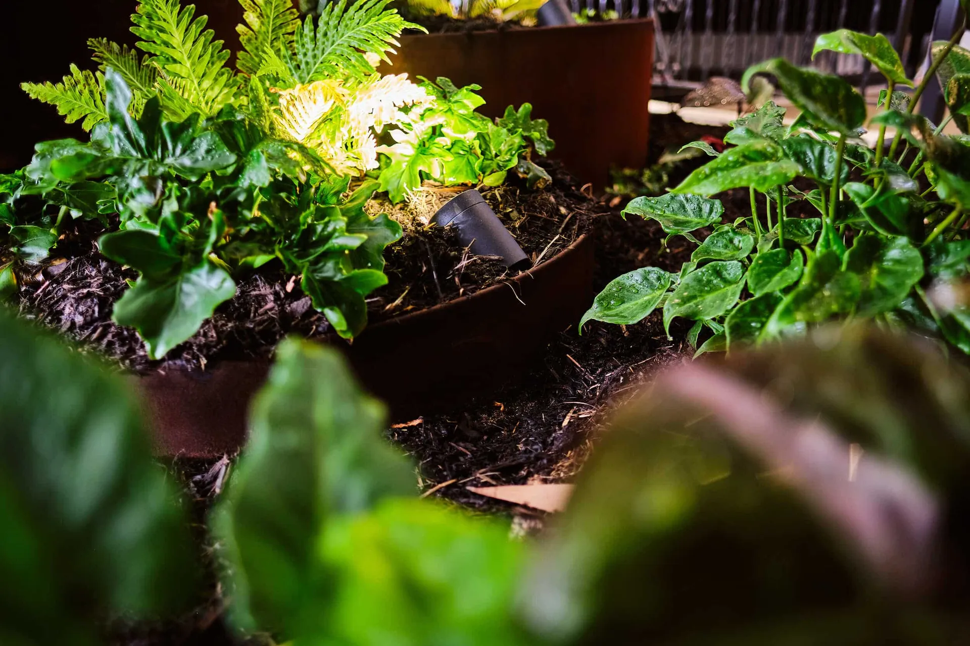 Close-up of feature planting in a Hay Street Perth landscape project