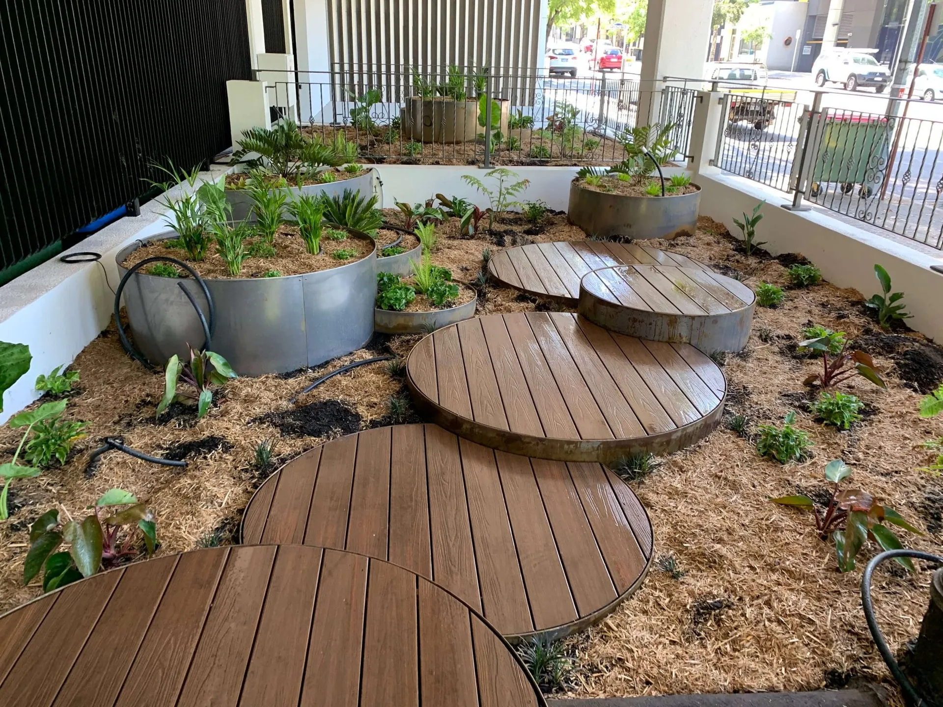 Tropical plant layout being arranged on site at the Hay Street Perth feature garden before planting.