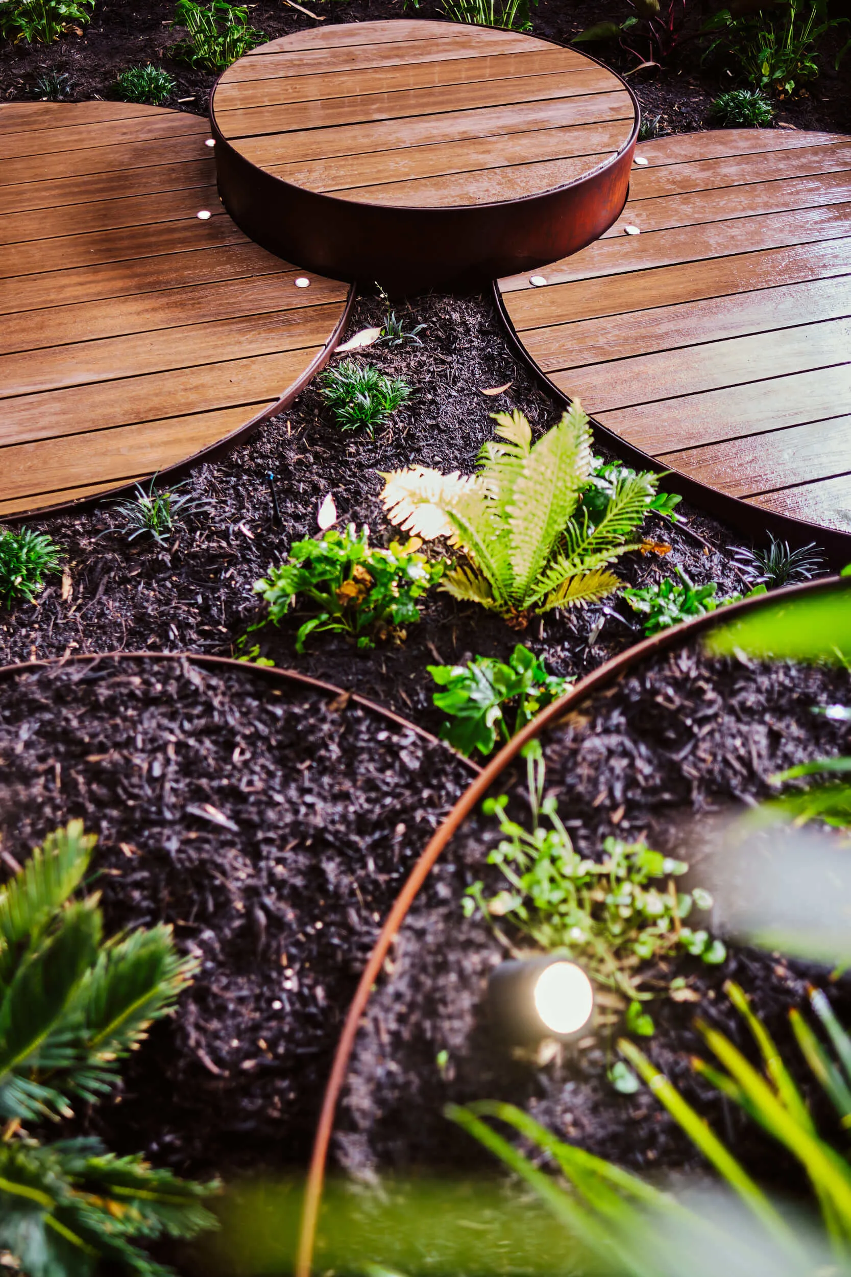 Close-up planting detail on the Hay Street Perth landscape project