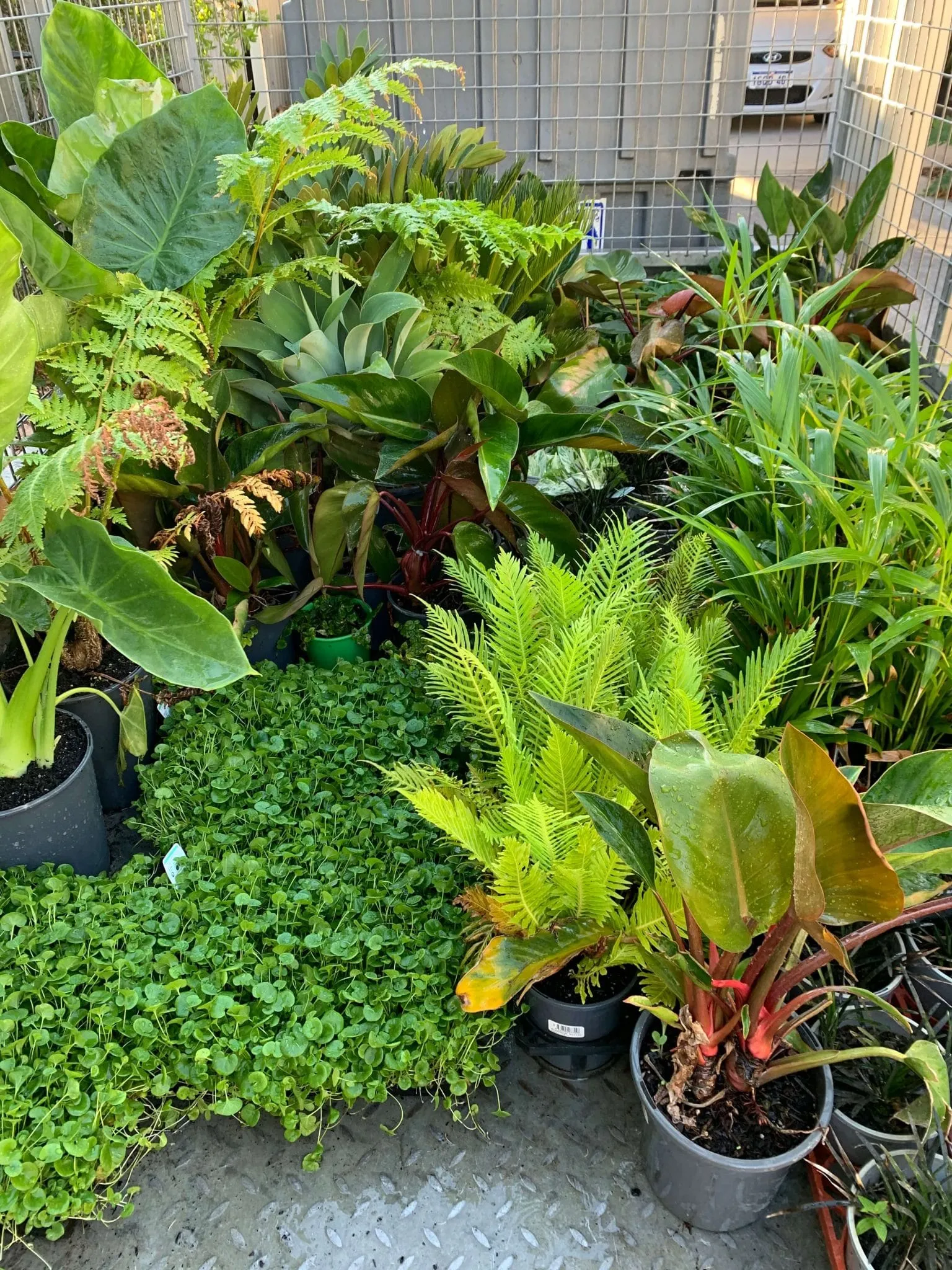 Selection of lush tropical plants chosen for the Hay Street landscaping design in Perth city centre.