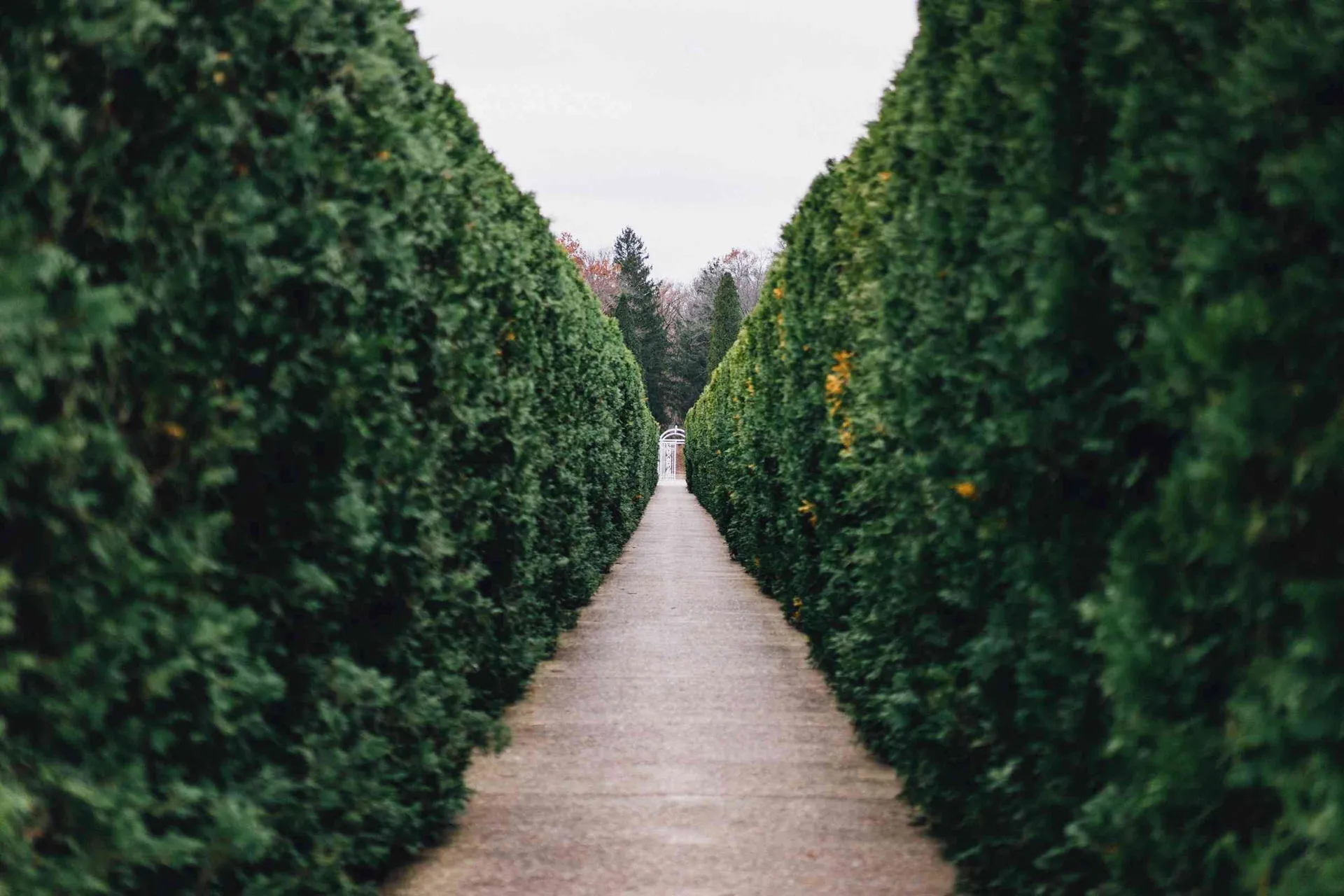 Image of hedges either side of a path in a garden.