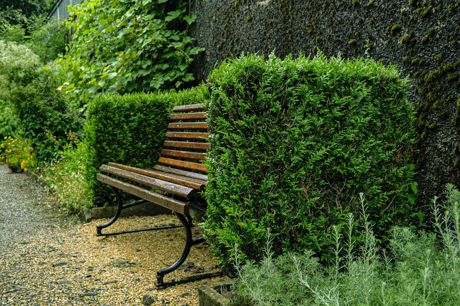 Dense green hedging plants grown around a timber garden bench