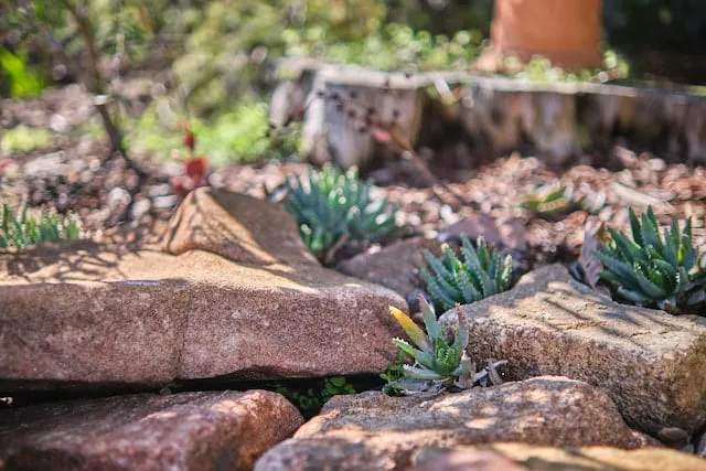Finished garden rockery with succulents and natives at the Leeming Perth landscape project.