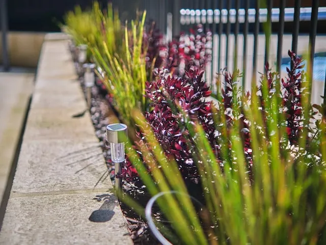 Low-maintenance planting around the renovated Leeming Perth pool with non-invasive root systems.