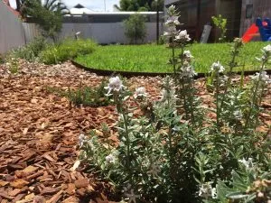 Native Plants With White Flowers organic design