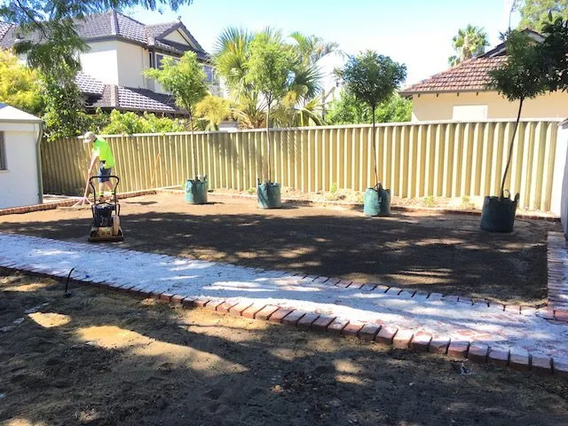 Newly planted landscape tree in a Perth garden bed surrounded by mulch