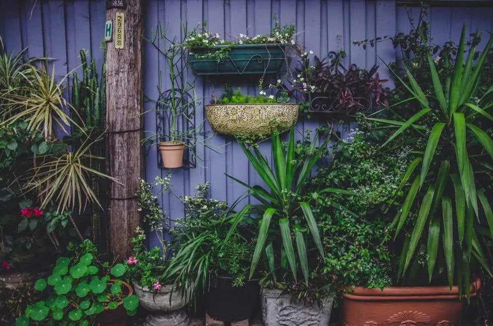 Small garden with vertical pot plants and climbing greenery on a Perth wall