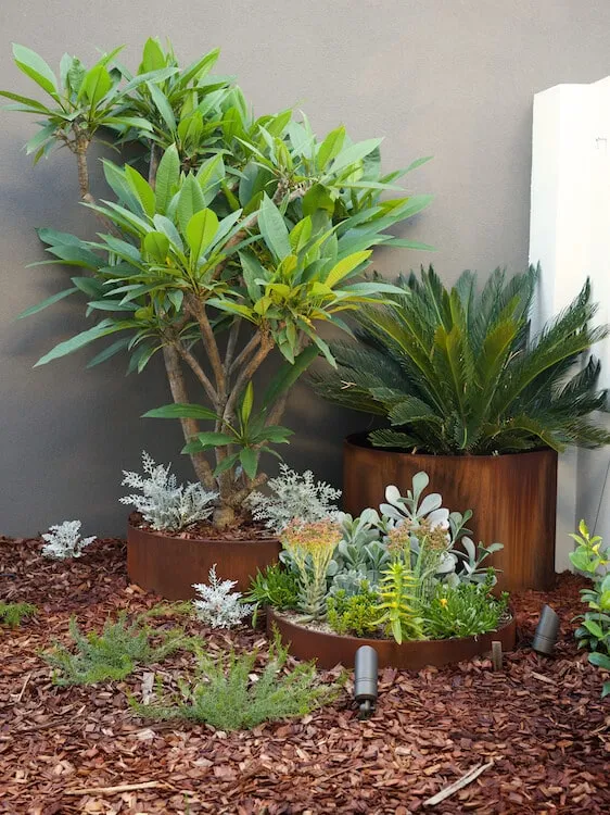 Selection of low-maintenance native and feature plants chosen for the South Perth courtyard garden.
