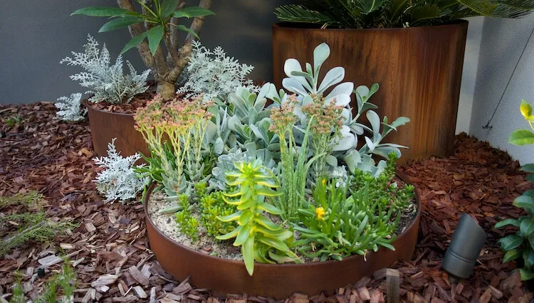 Close-up of new planting in the South Perth inner-city courtyard with rich foliage colour.