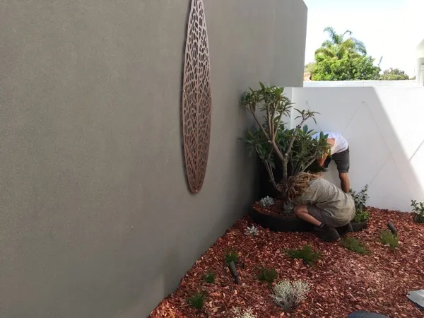 Planting the new low-maintenance design into freshly prepared soil at the South Perth courtyard.