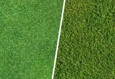 Split view comparing synthetic lawn with natural lawn in Perth gardens