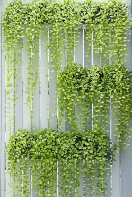 trailing plants Best Indoor House Plants