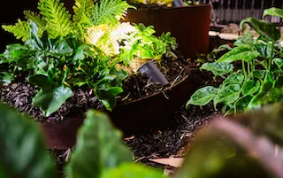 Image of tropical landscape design garden planting