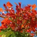 Tropical red flowers perth