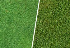 Synthetic lawn vs real lawn image.