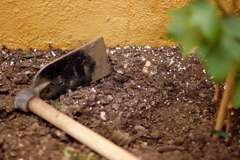 How to check your plants and soil for nutrient deficiencies