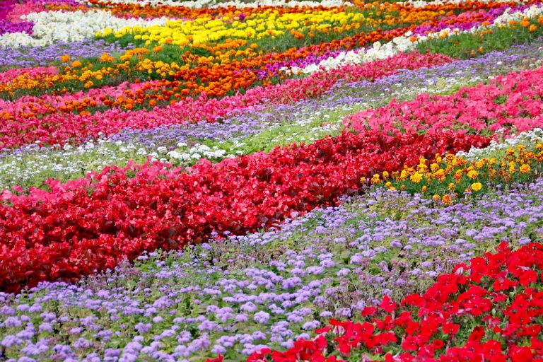 Why colours matter in a garden design