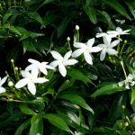 White flowers perth
