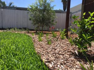 Tree and plants in Mulch with an adjacent green lawn