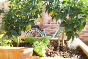 Backyard Fruit trees in planter box