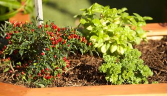 Beautiful herbs in diy planter box