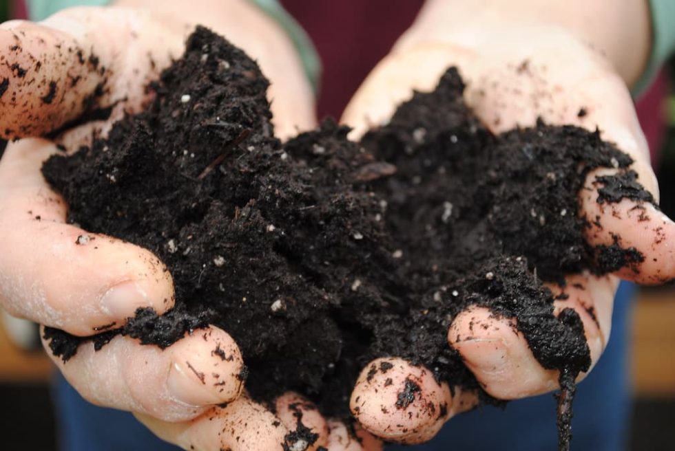 How to Test Your Perth Garden Soil for Nutrient Deficiencies