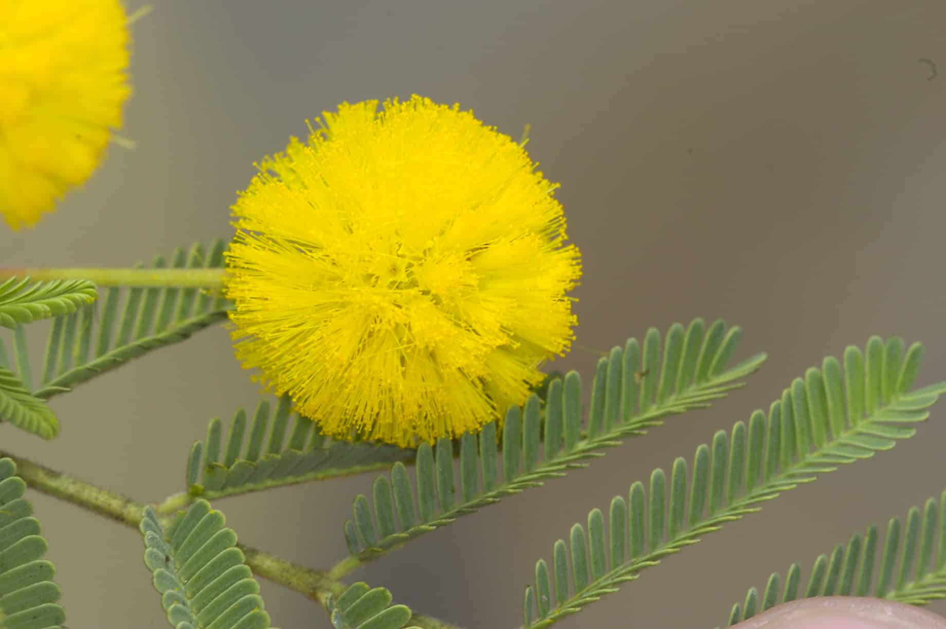 acacia-wattle tree yellow flowers Perth