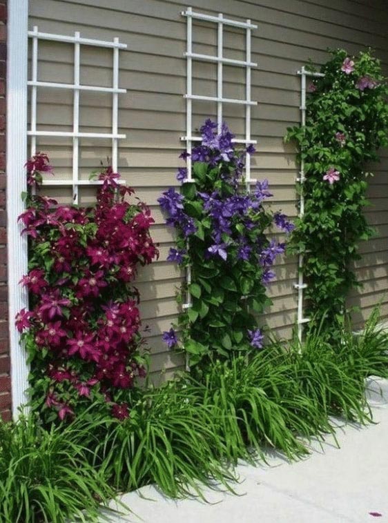 Beautiful Clematis Flowers plants ideas