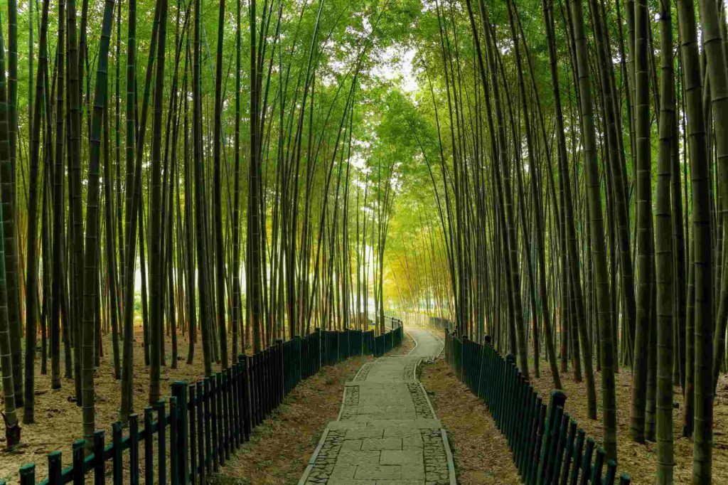 Bamboo Hedges by pathway