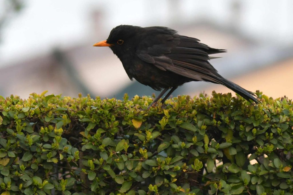 Hedges To Attract Birds