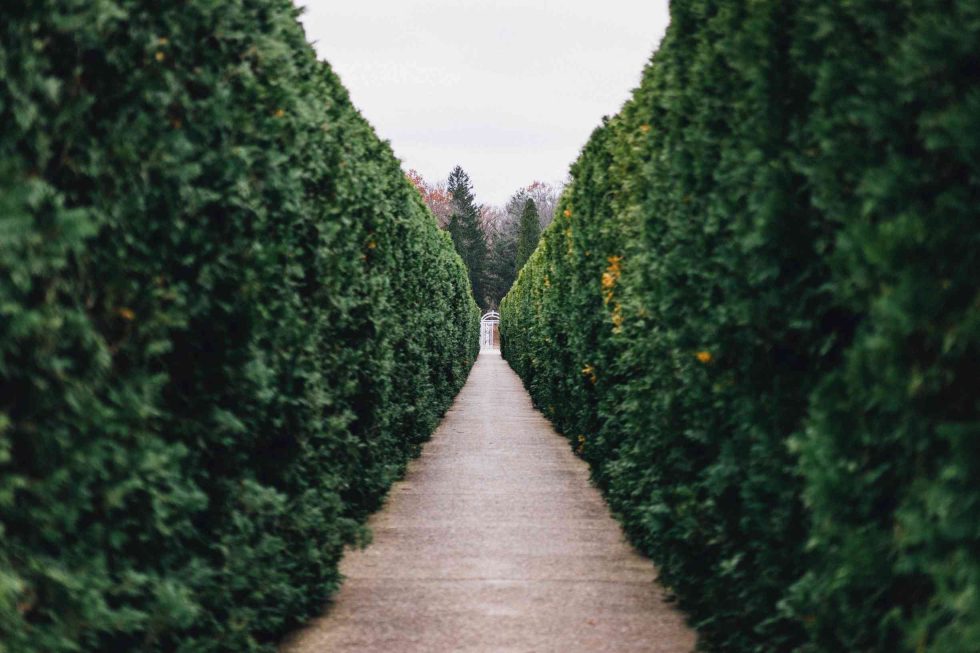 Best Hedging Plants in Perth, Australia