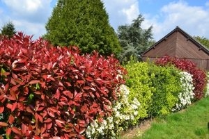 red and white Photinia Hedges