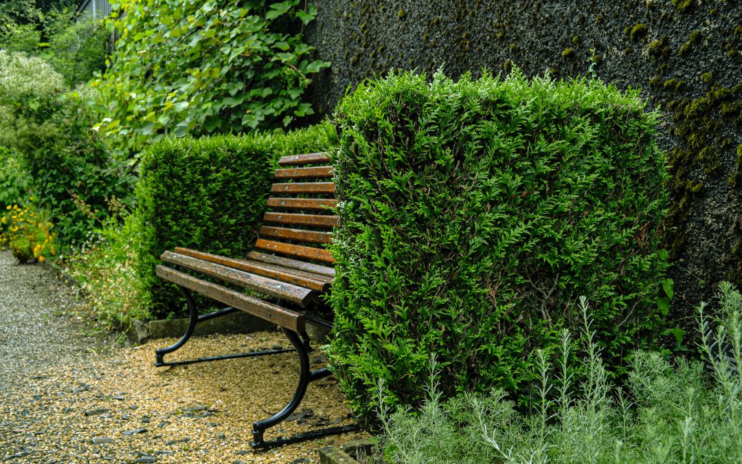 Hedging plants grown around a wooden bench