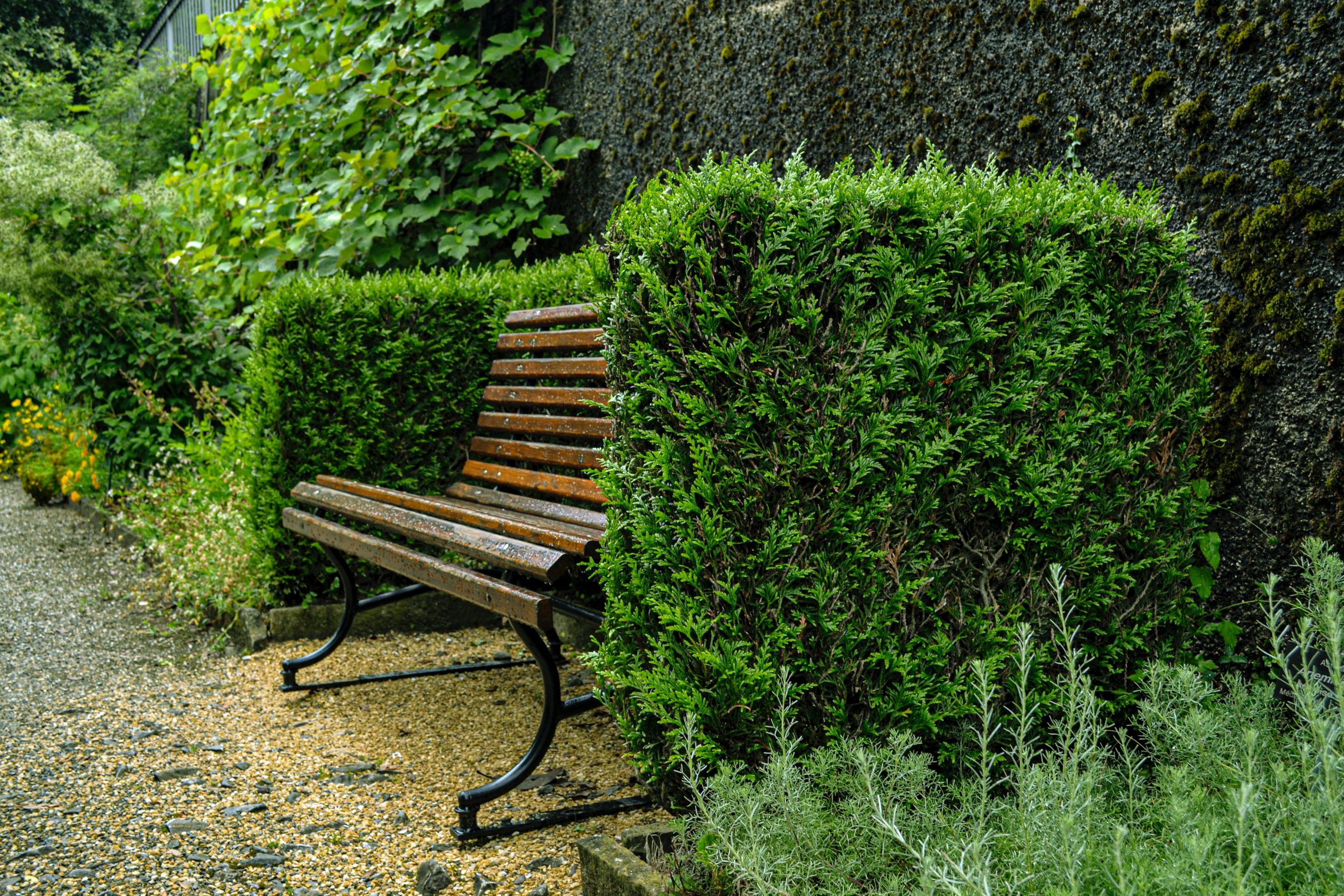 Best Hedging Plants In Perth Australia